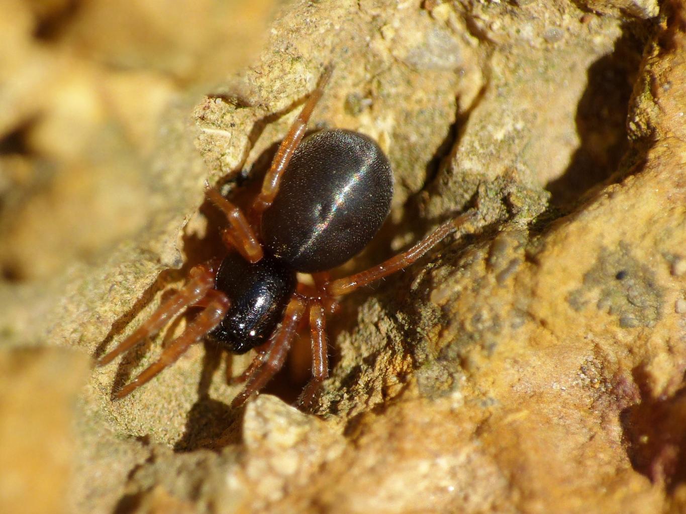 Trachelidae - Santa Severa (RM)